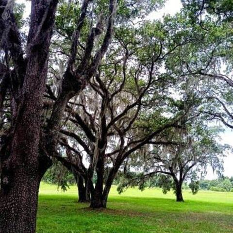 Cliff352 @cliff cover picture