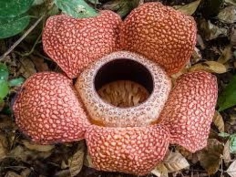 Coco @cocoprada cover picture