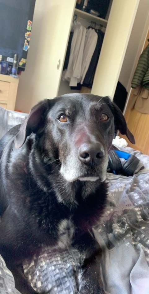 Conner Brown @conner-pop cover picture