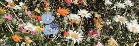 court🦋 @couurttt__ cover picture