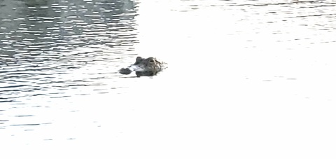 Americo Agosto @crazemex8 cover picture