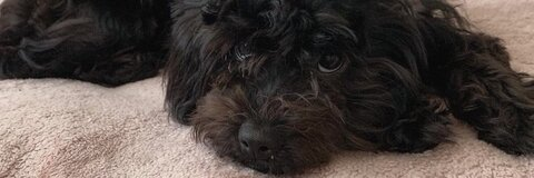 Crystal @crysssnz cover picture