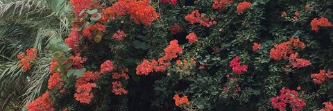 Danni @crywankx cover picture