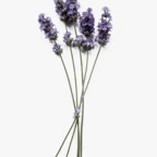 cutie_bootie Profile Picture