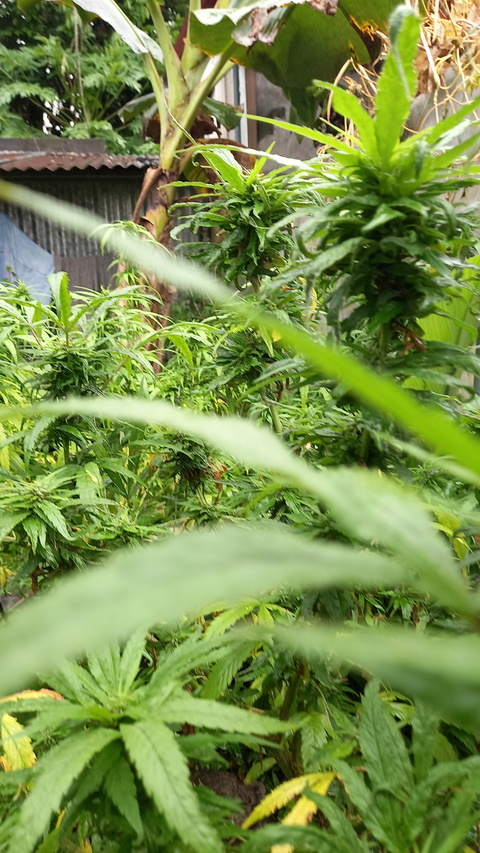 Dover @daddydov cover picture