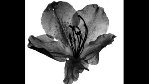 Persephone @darkpersephone cover picture