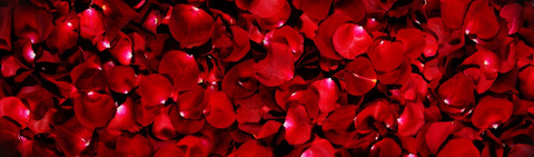 Beverlyn Basson @dash_bev cover picture