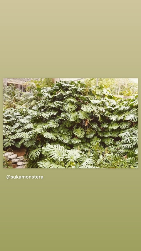 David Nutsalot @davenutsalot cover picture