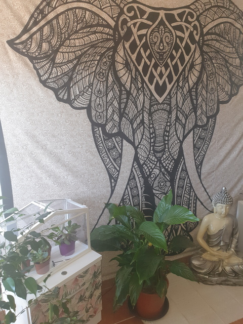 Isadivi @davinxita cover picture