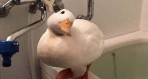 Spit Baby @deathbyspit cover picture