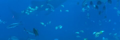 Dinene @deeniebean cover picture