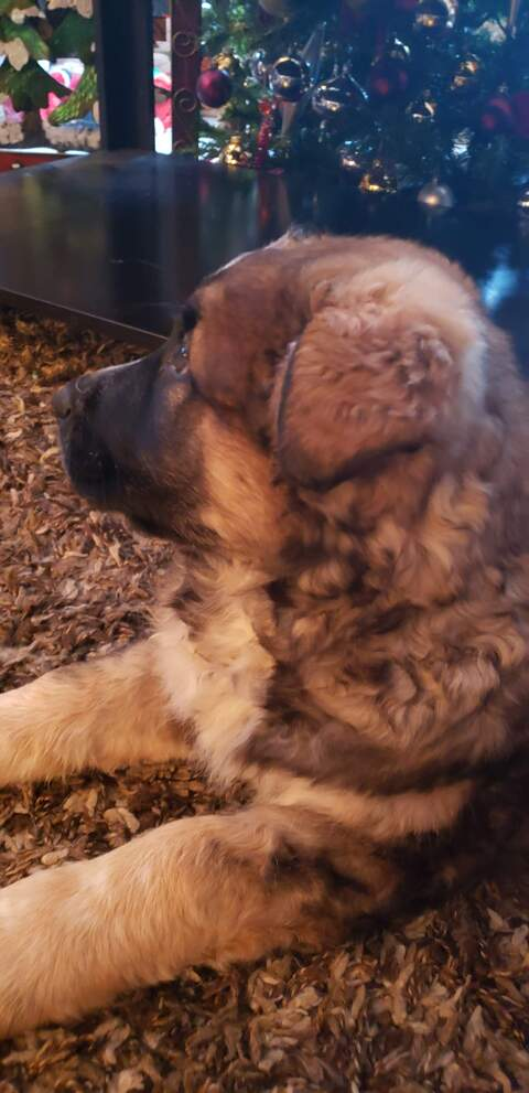 Moon @demonicangel cover picture