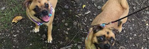 FISH @devan_fisher cover picture