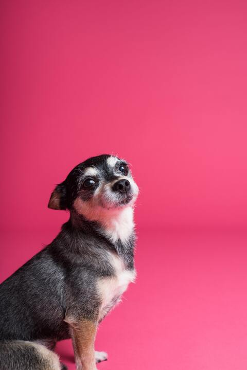 Medico Veterinario @dogtora cover picture
