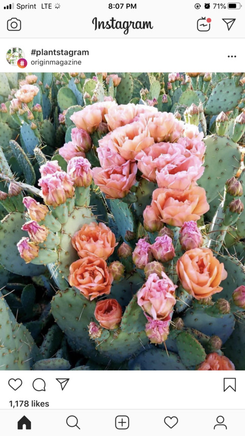 Eliza @eliza_ann cover picture