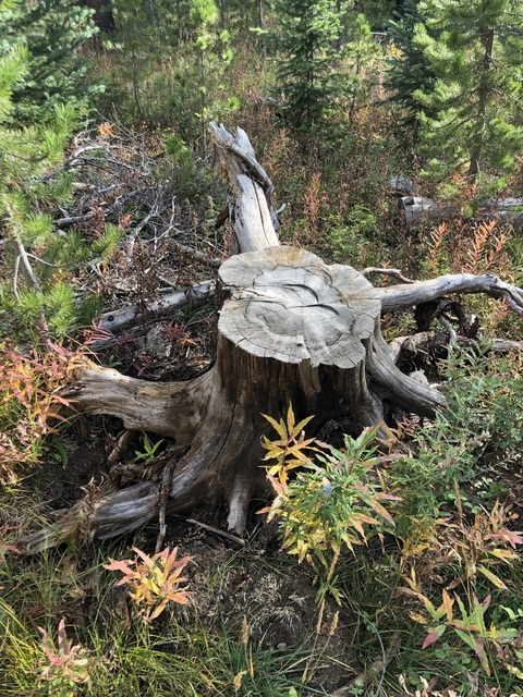 Elizabeth @ellabell12 cover picture