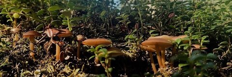 emlin @emlinsgarden cover picture