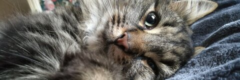 Erica Potät Frisk @ericizfriskiz cover picture