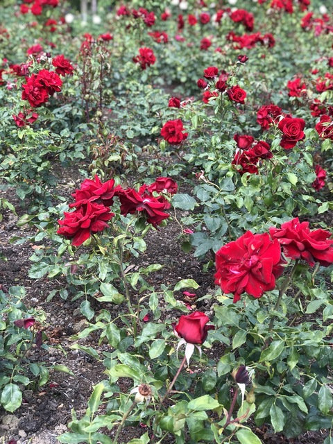 Evasofiaa @evasofiaa3 cover picture