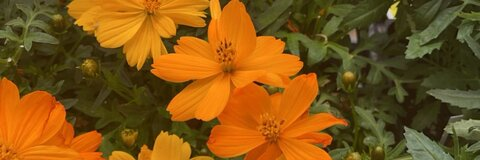 erika @fadedangel666 cover picture