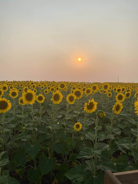 Cybele @fem_annon cover picture