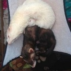 ferret Profile Picture