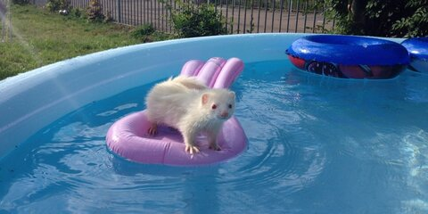 Ferret @ferret cover picture