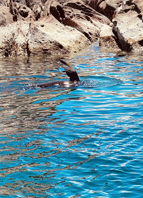 Javs H. @flashdickens cover picture