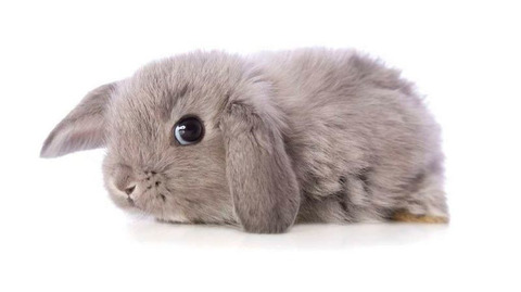 Fluffy Bunny Carrot @fluffybunnycarrot cover picture