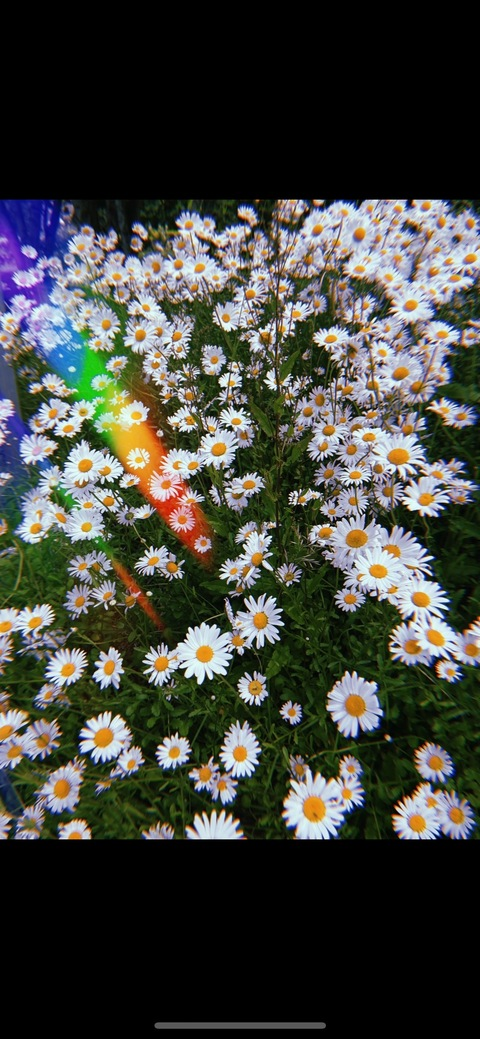 Mog✨ @foulknees cover picture