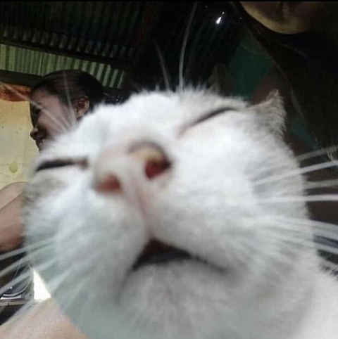 Scarlet  (◕ ˬ ◕✿) @gingerbrat cover picture