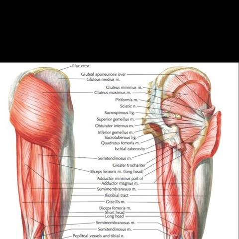 GluteusMaximum @gluteus.maximum cover picture