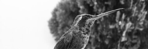 greco @greco cover picture