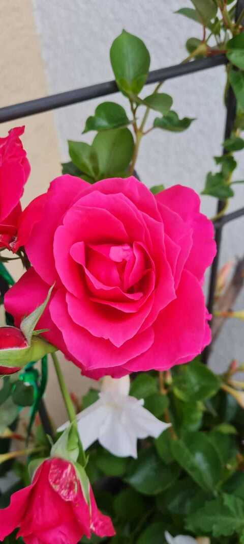 Stacy @greekgoddessoflove cover picture