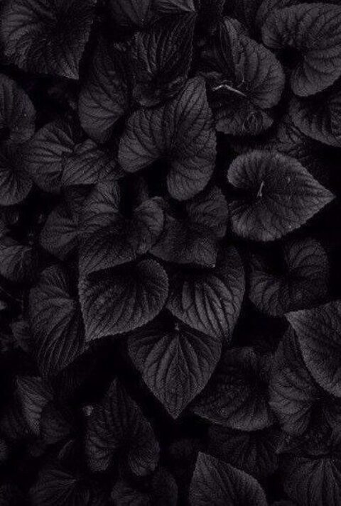 Hailey @haileeybbw cover picture