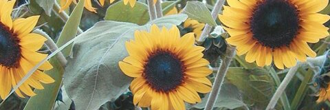 hannah @hannnahkaiser cover picture