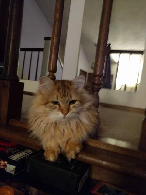 happybrainz @happybrainz cover picture