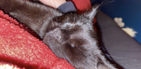 Hentaipuff @hentaipuff cover picture