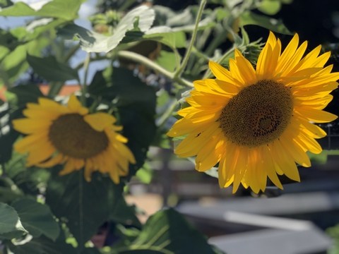 Ryan M @hi_im_ryan cover picture