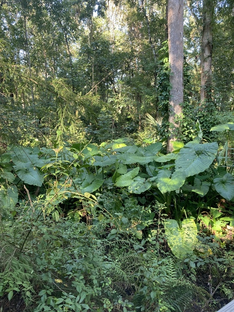 Daisy Dee @honeycakes cover picture