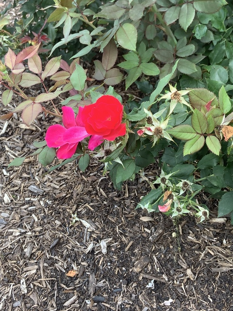 sweet pea🧿 @hoodspiritualists cover picture