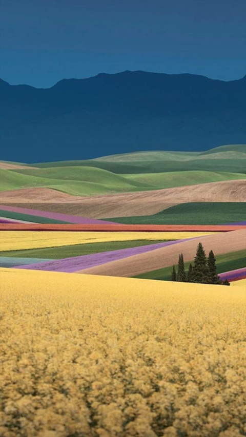 iinuu @iinuu cover picture