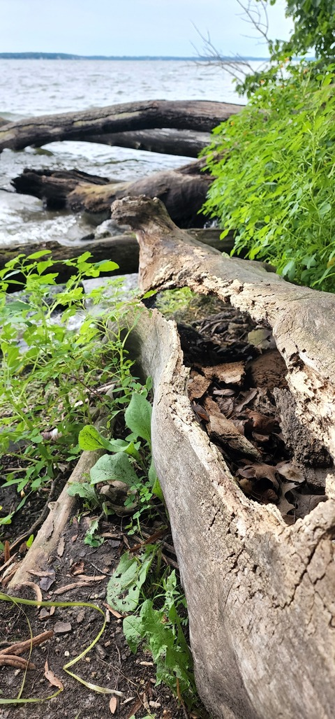 Mischief @incuubus.exe cover picture