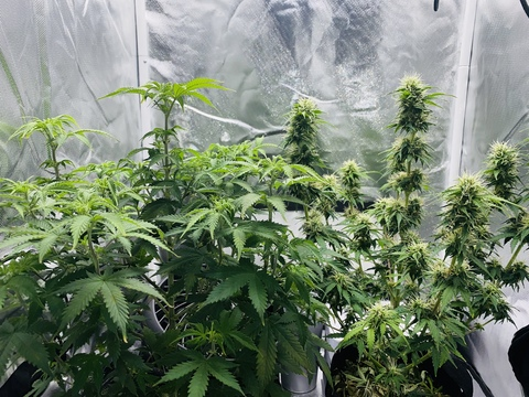 Inked @inkedmayhem cover picture