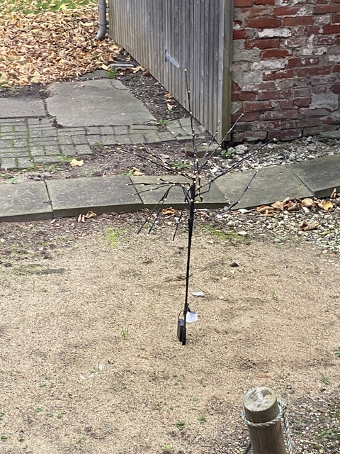 lasse svane @isabellemillerwilbemywif cover picture