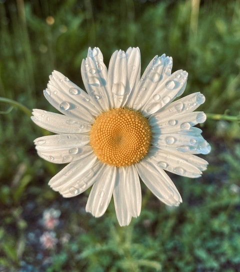 megs @itsmegswbu cover picture