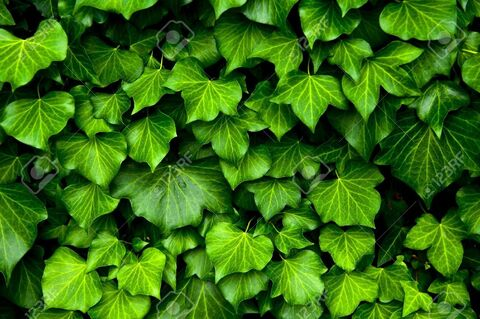 Ivy @ivy.snoww cover picture