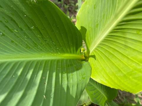 Jffafw @jastebgthid cover picture