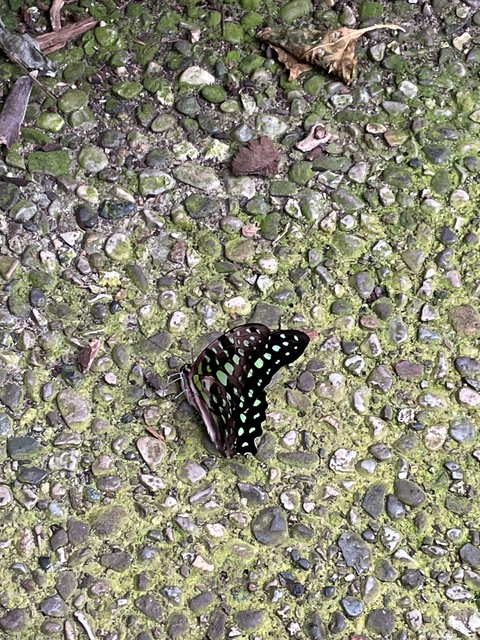 Junebugz @junebugz cover picture