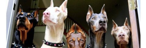 KD @justyellaa cover picture